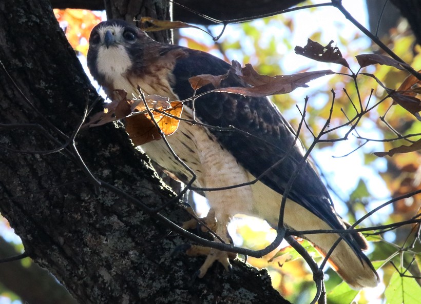 Red-tailed Hawk - ML625706845