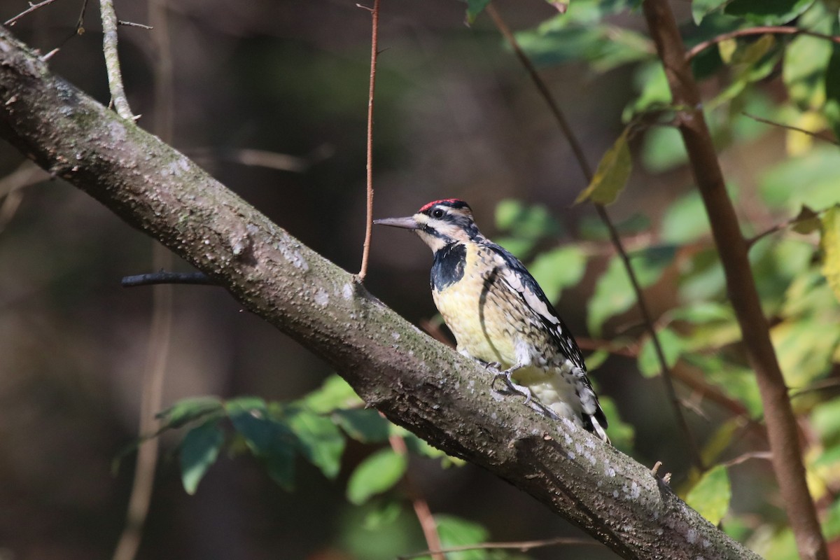Northern Flicker - ML625706873