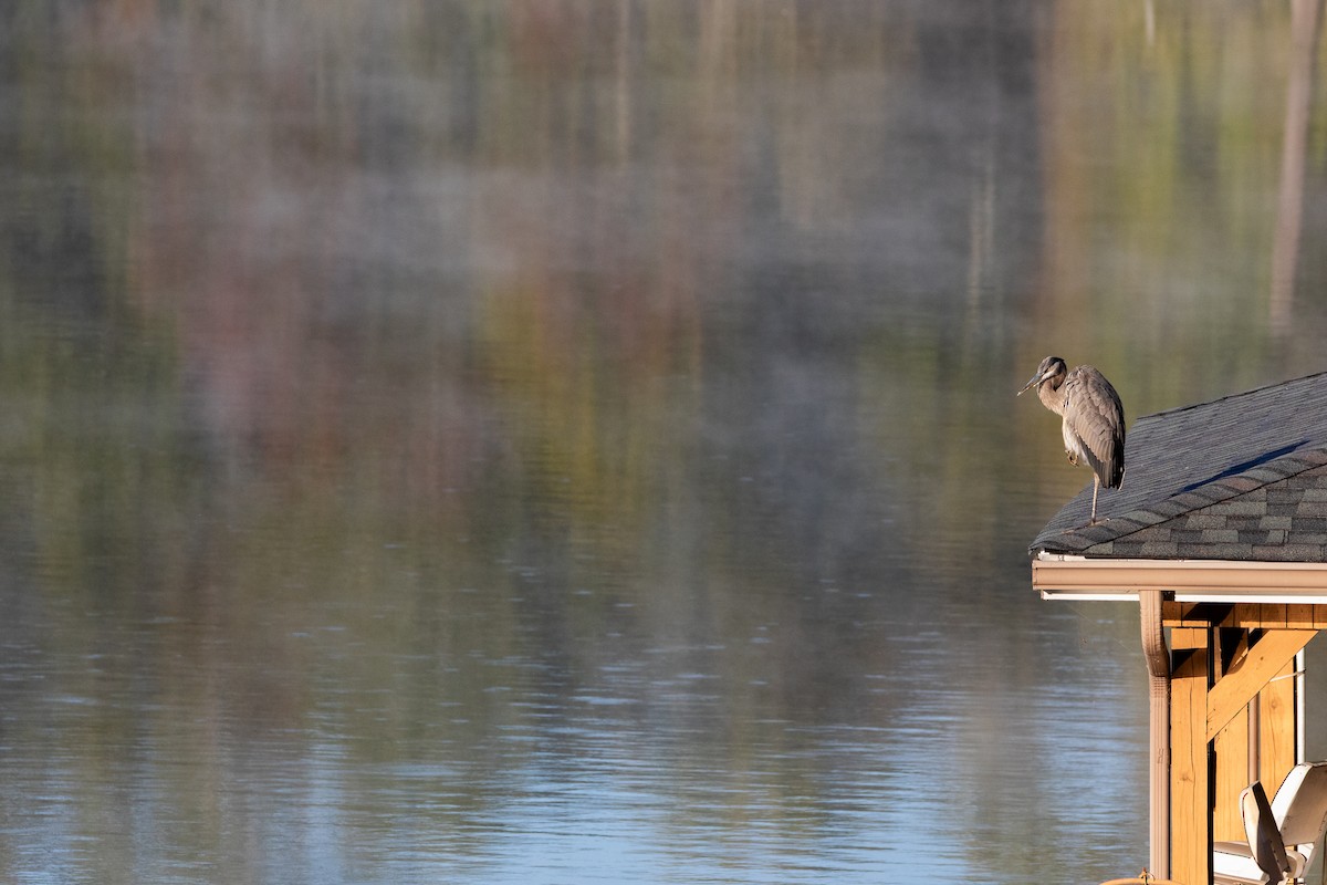 Great Blue Heron - ML625706882
