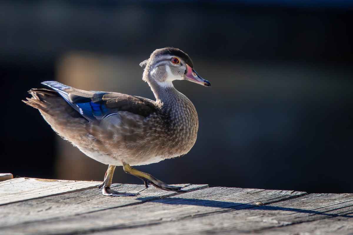 Wood Duck - ML625706909