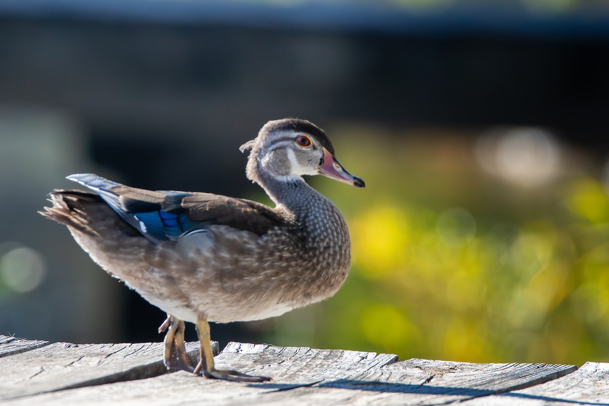 Wood Duck - ML625706911