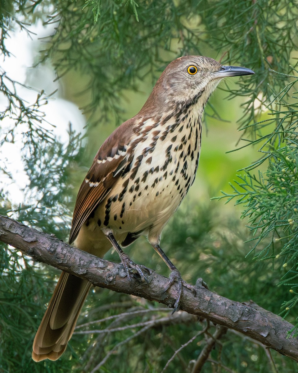 Brown Thrasher - ML625706916