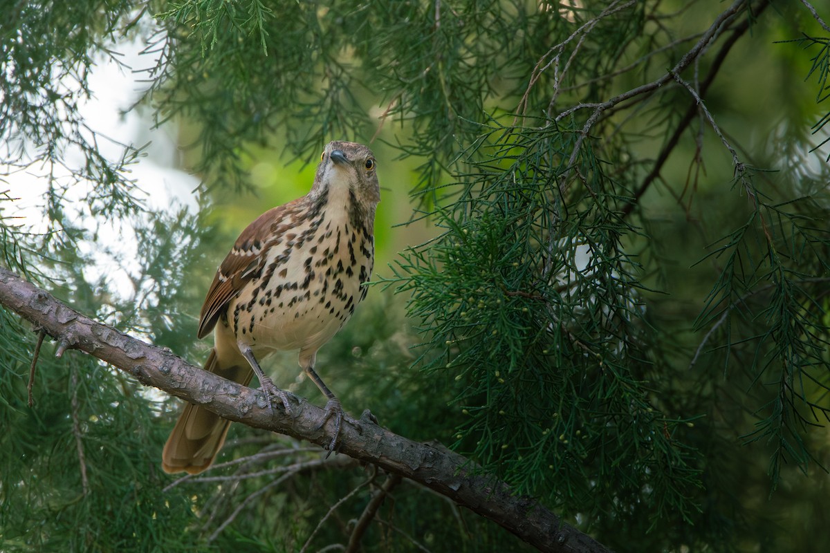Brown Thrasher - ML625706917
