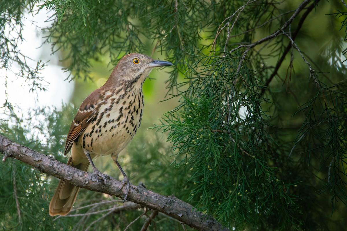 Brown Thrasher - ML625706918