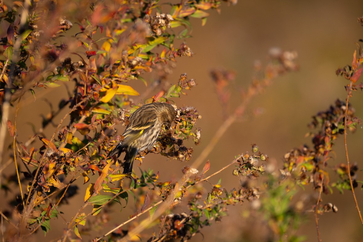 Pine Siskin - ML625706919