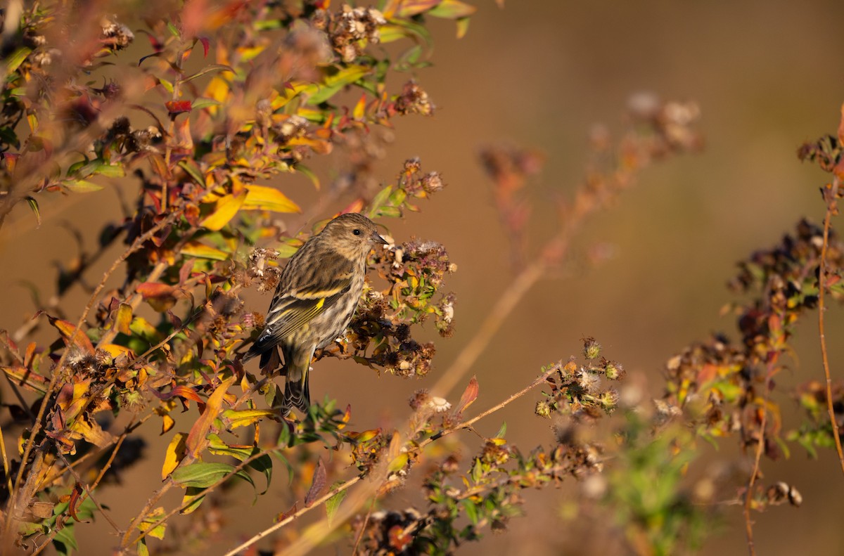 Pine Siskin - ML625706920