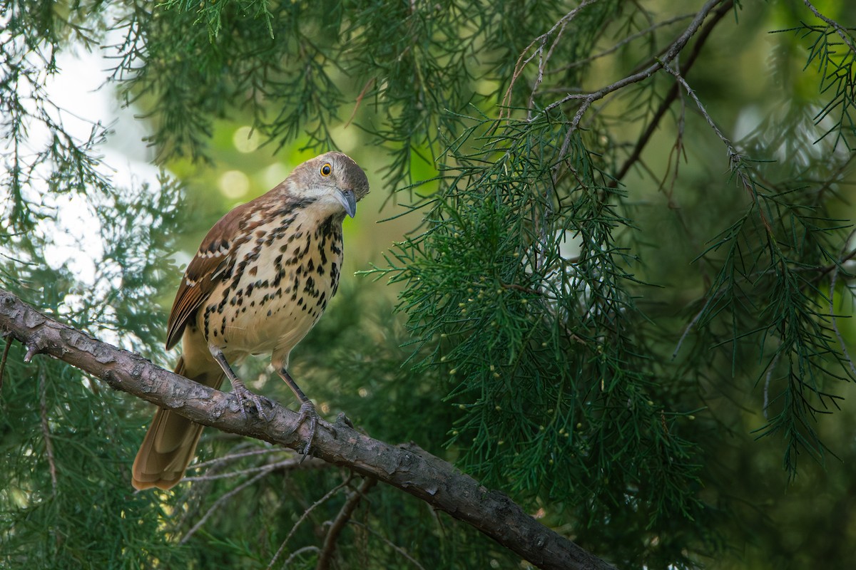 Brown Thrasher - ML625706921