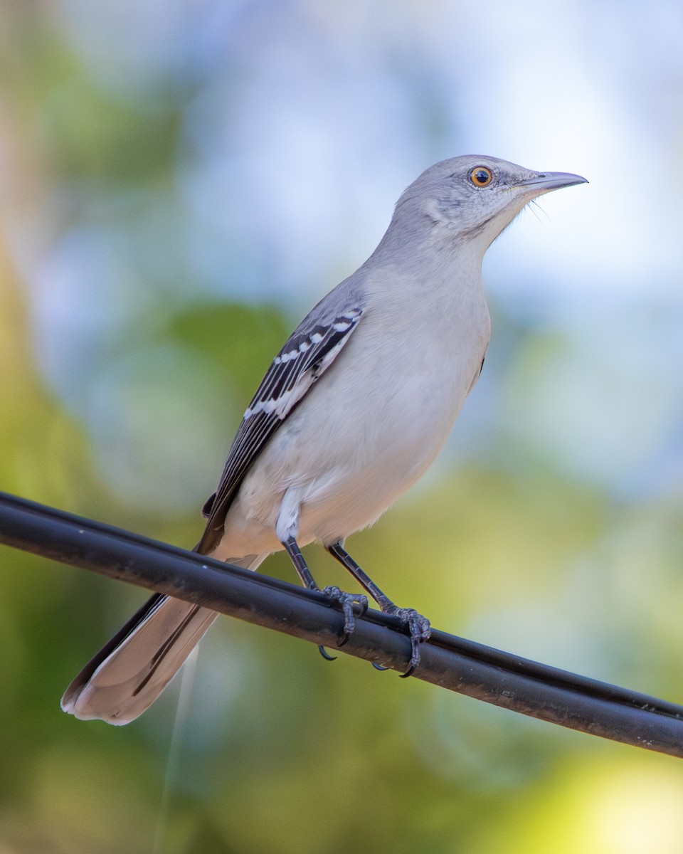 Northern Mockingbird - ML625706931