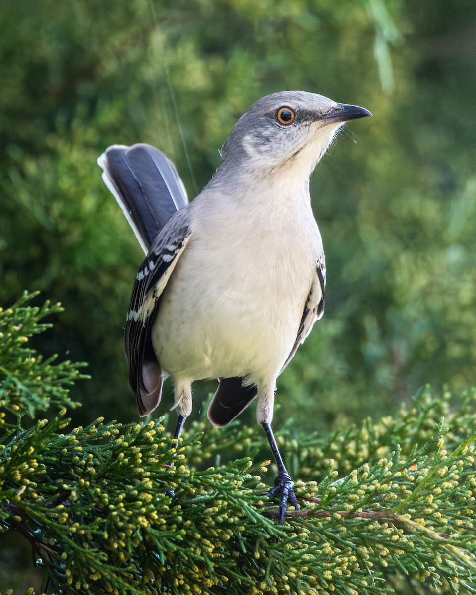 Northern Mockingbird - ML625706932