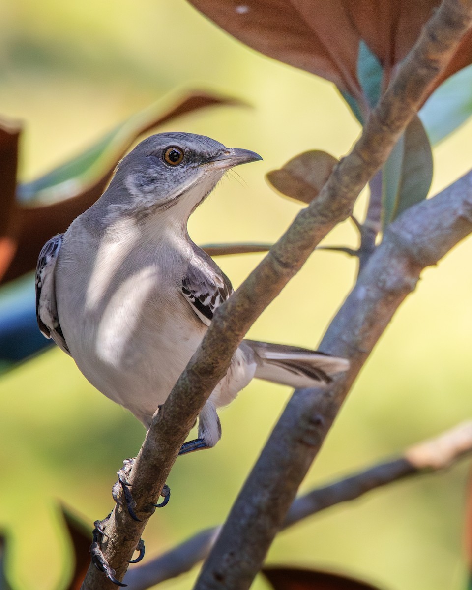 Northern Mockingbird - ML625706933