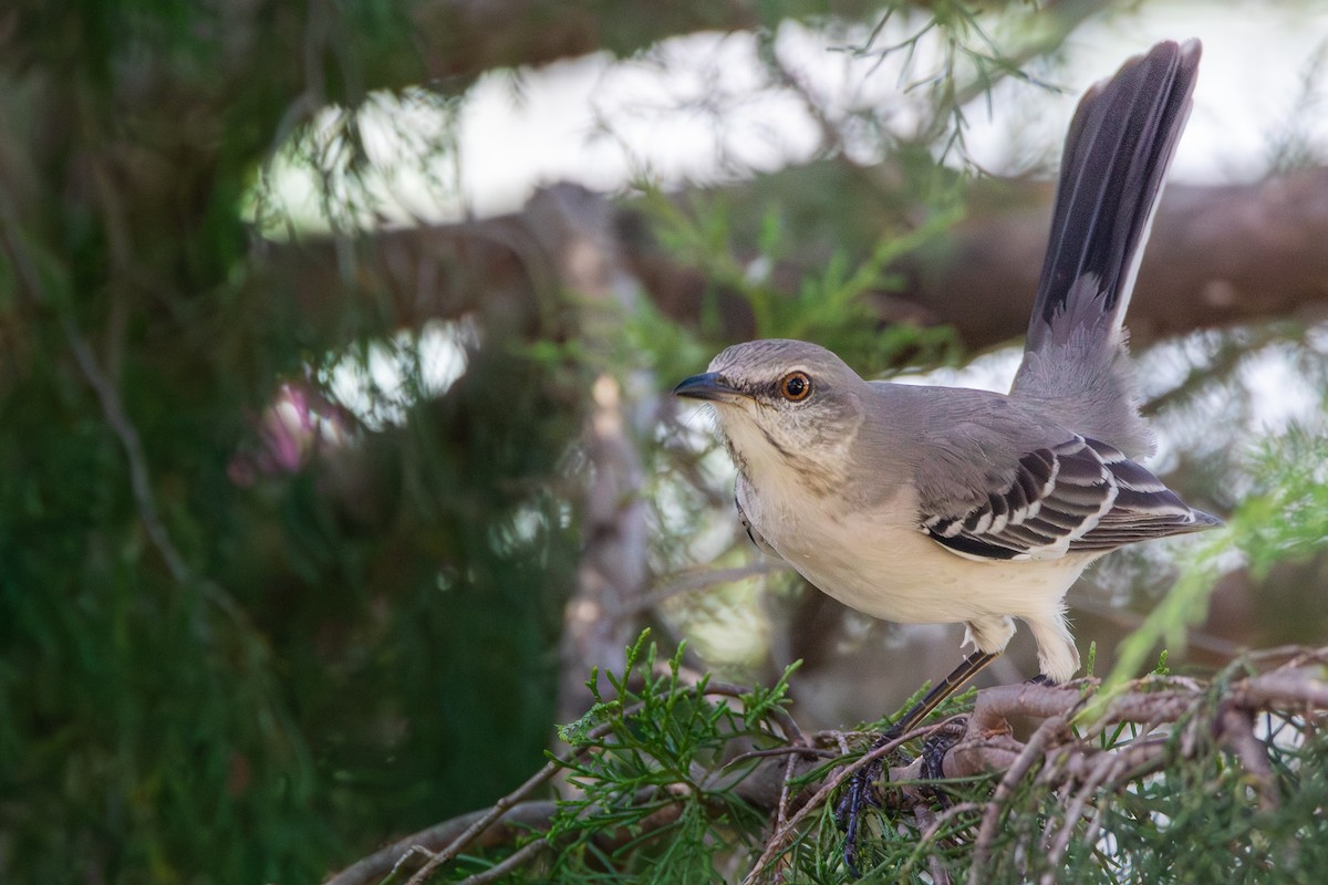 Northern Mockingbird - ML625706935