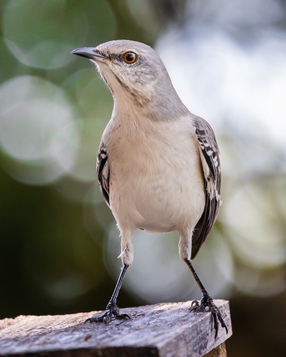 Northern Mockingbird - ML625706938