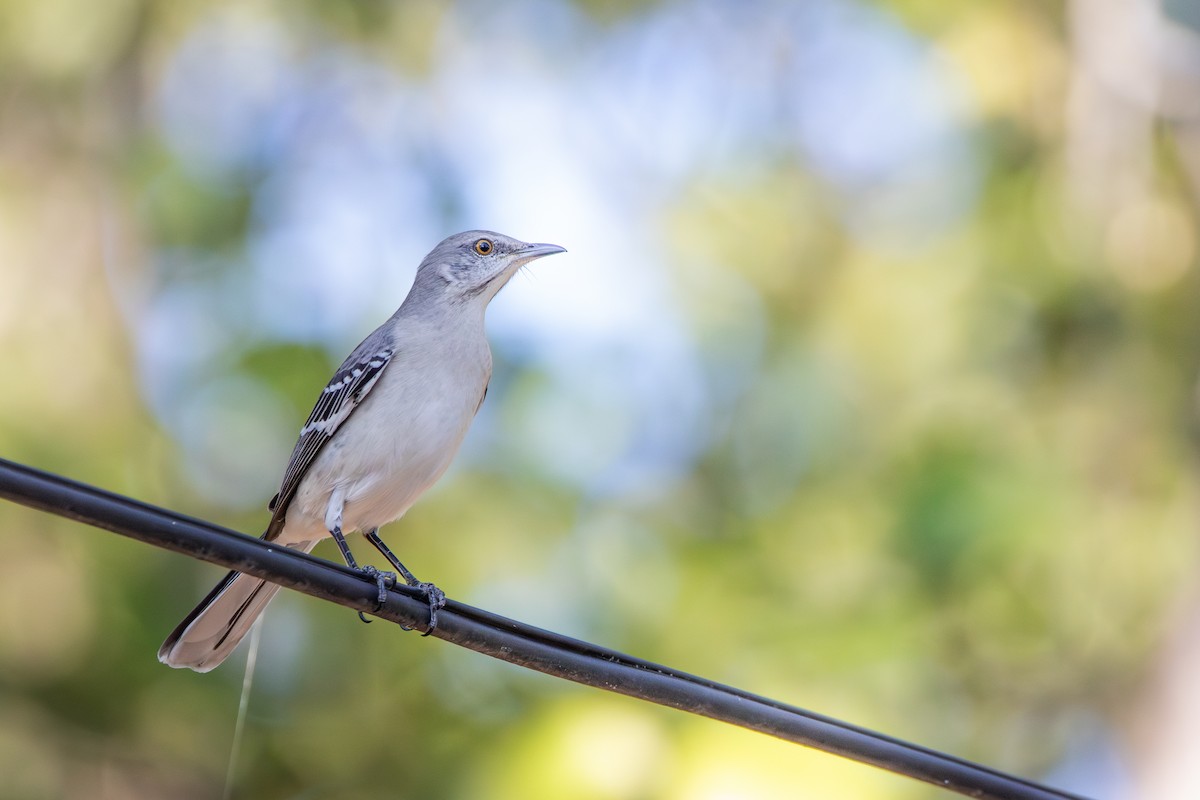 Northern Mockingbird - ML625706939