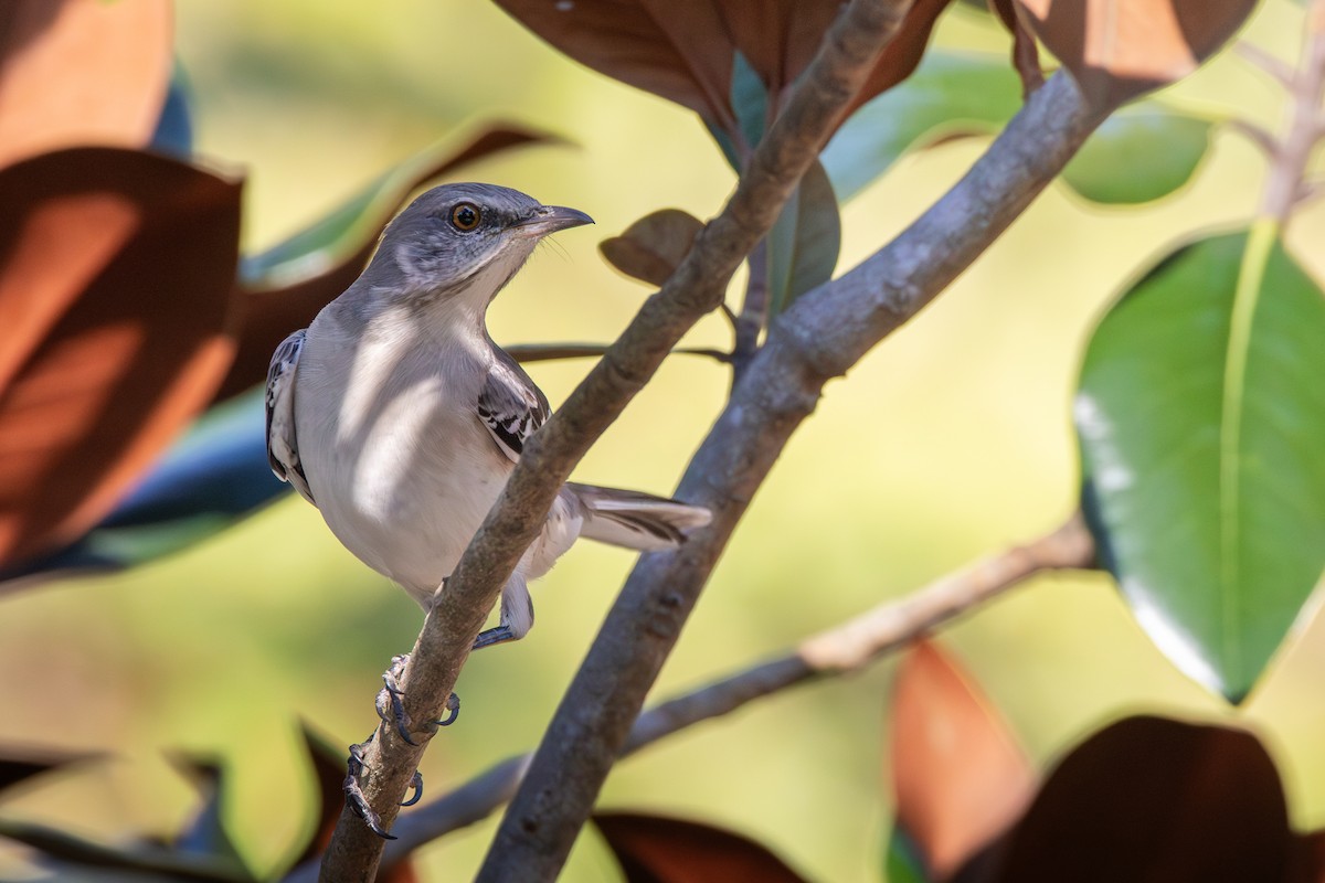Northern Mockingbird - ML625706940