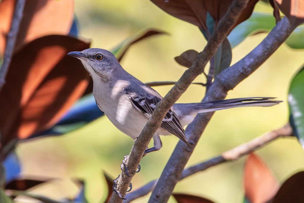 Northern Mockingbird - ML625706941