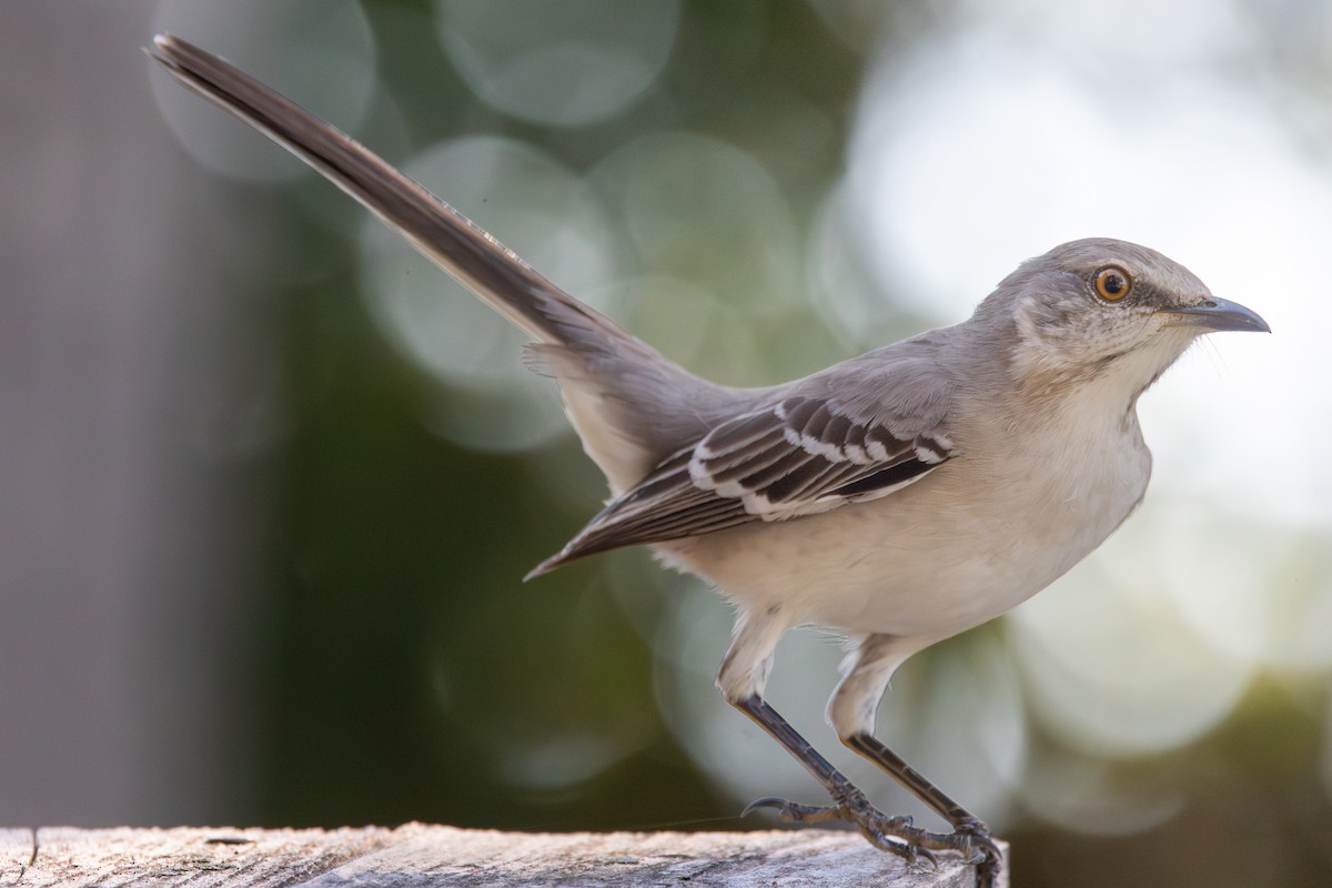 Northern Mockingbird - ML625706942