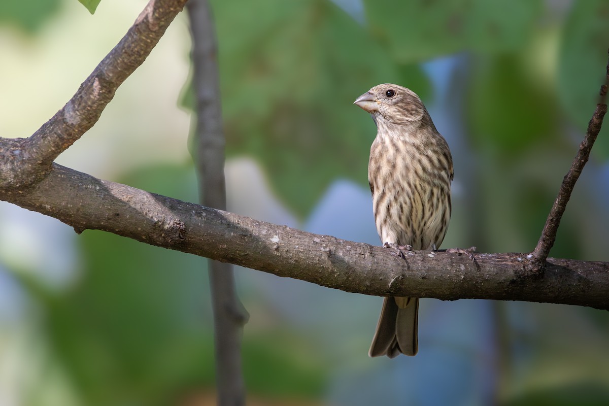 House Finch - ML625706944