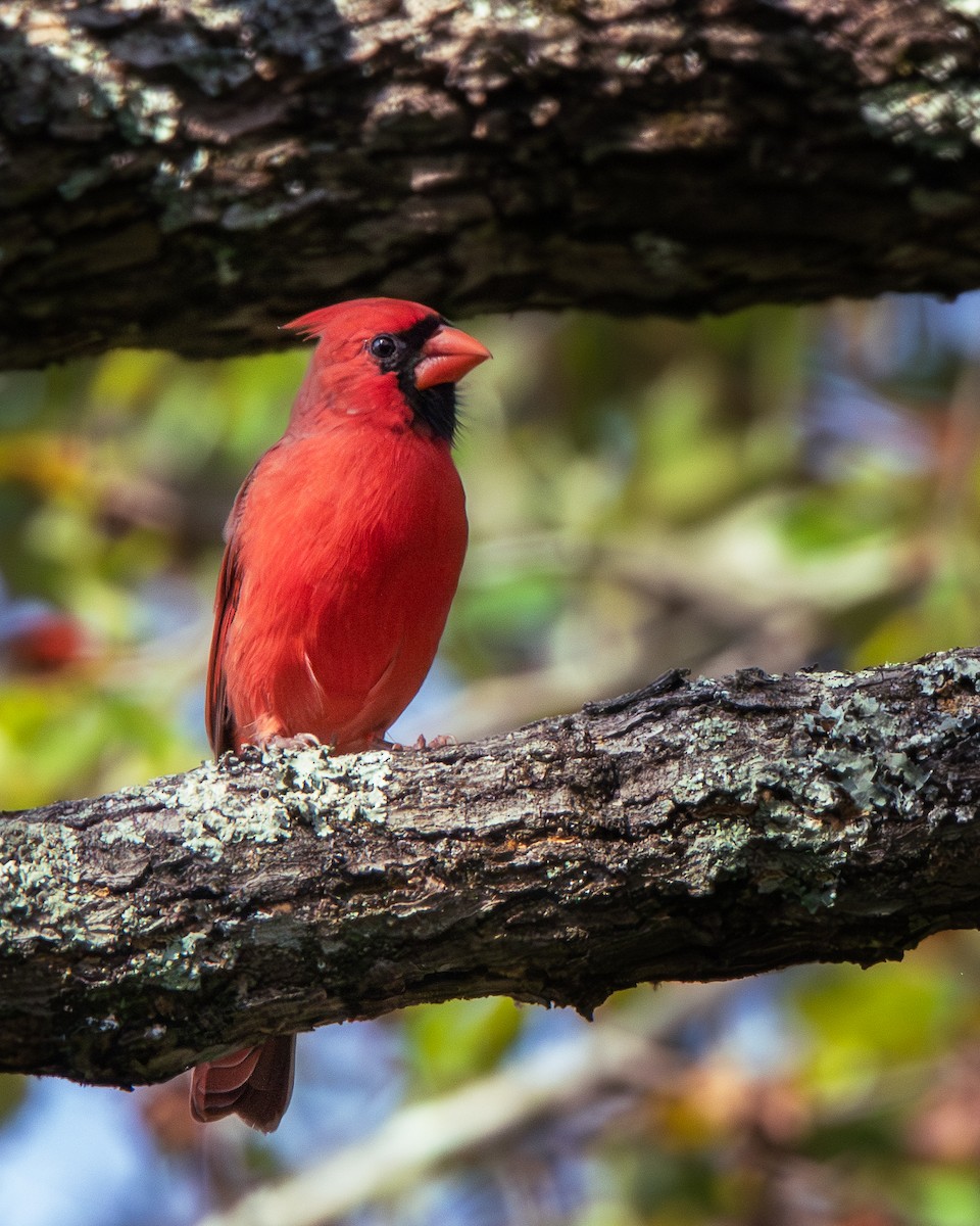 Northern Cardinal - ML625706951