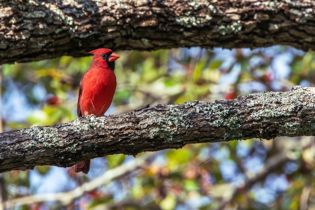 Northern Cardinal - ML625706953
