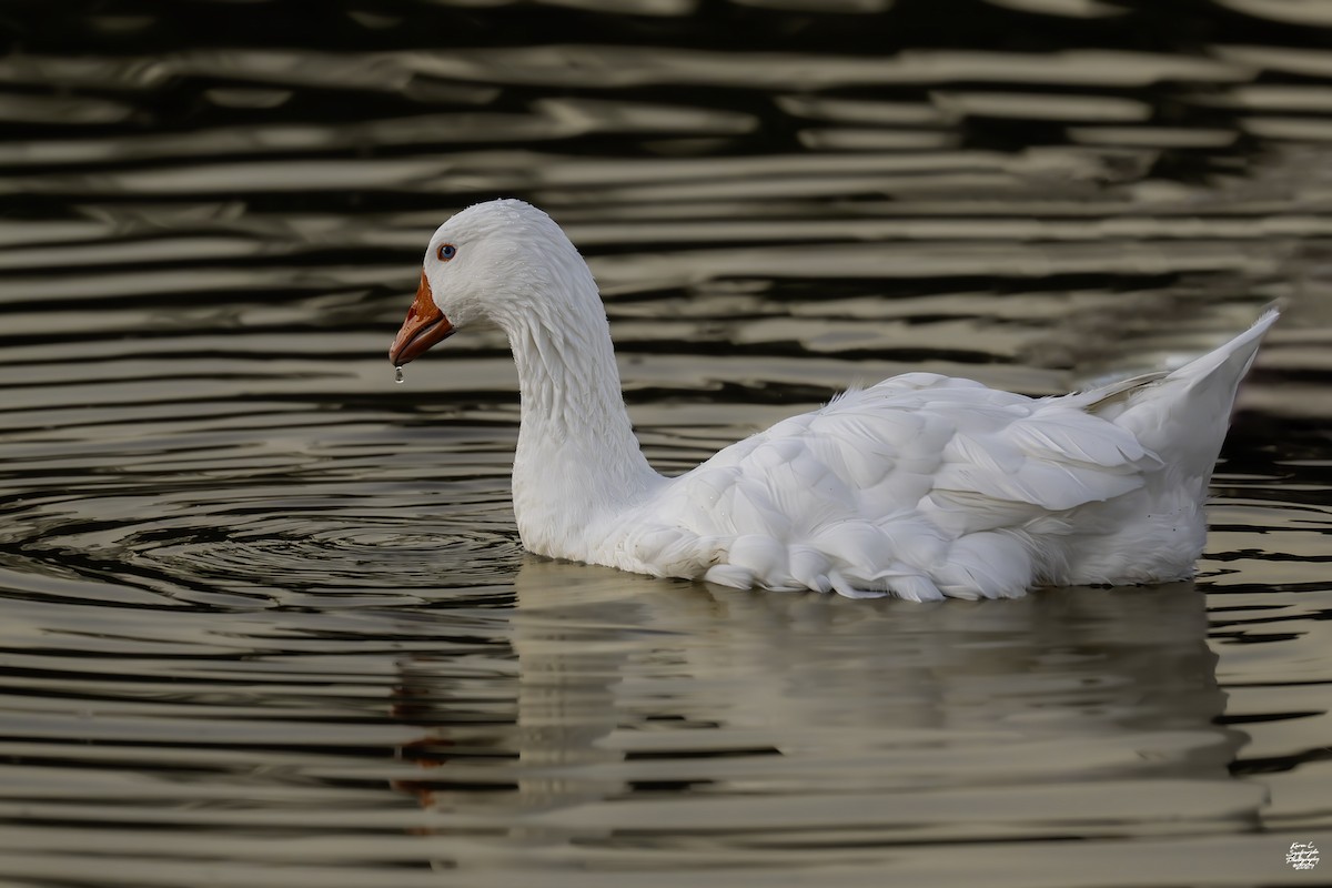 Graylag Goose (Domestic type) - ML625707063