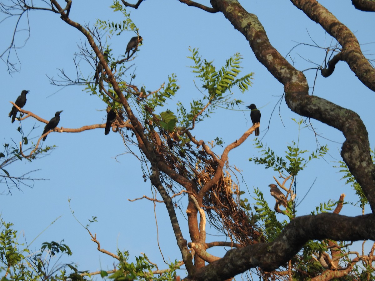 Rufous-bellied Eagle - ML625707223