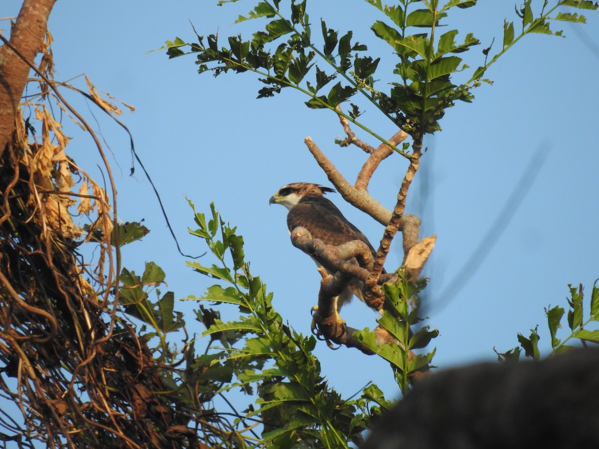 Rufous-bellied Eagle - ML625707224