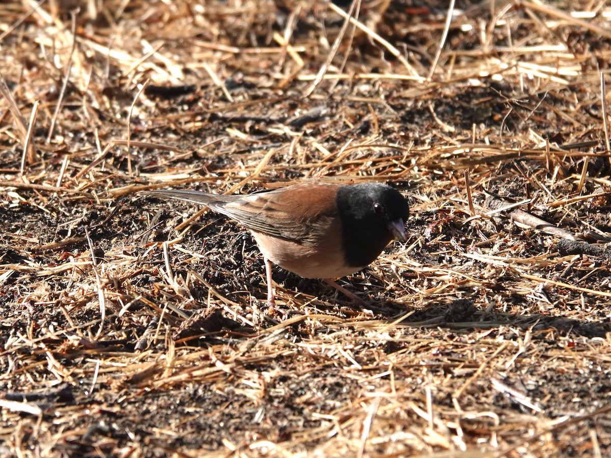 Dark-eyed Junco - ML625707329