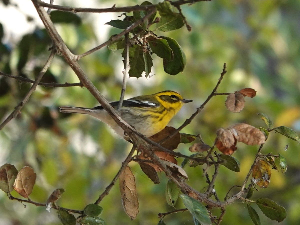 Townsend's Warbler - ML625707351