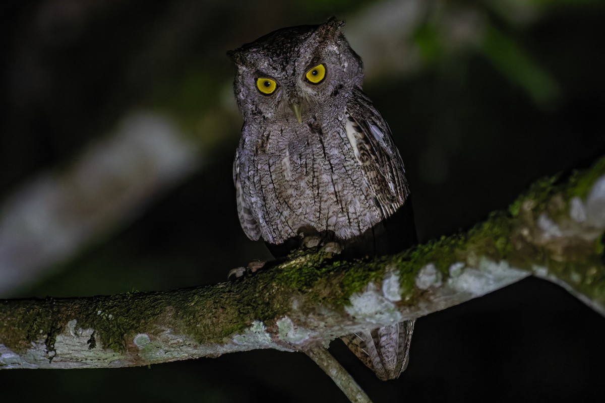 Pacific Screech-Owl - ML625707648