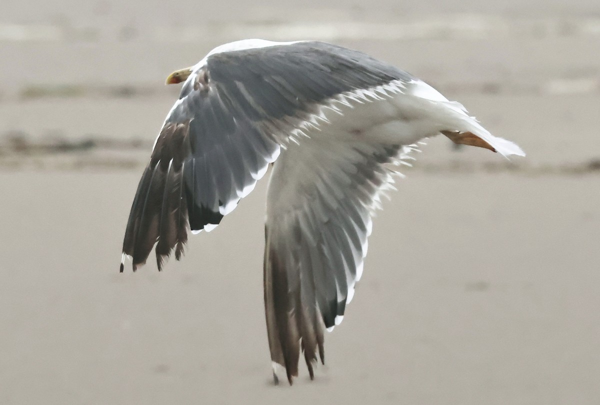 Lesser Black-backed Gull - ML625707791