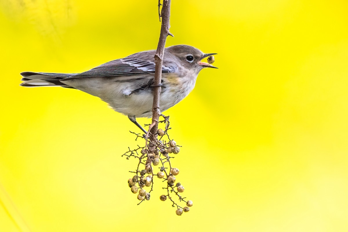 lesňáček žlutoskvrnný - ML625707819