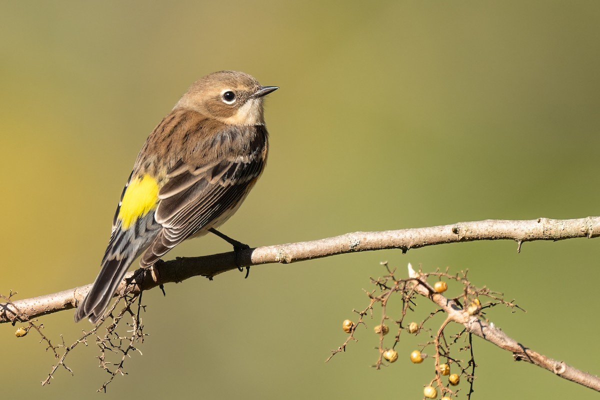 lesňáček žlutoskvrnný - ML625707821