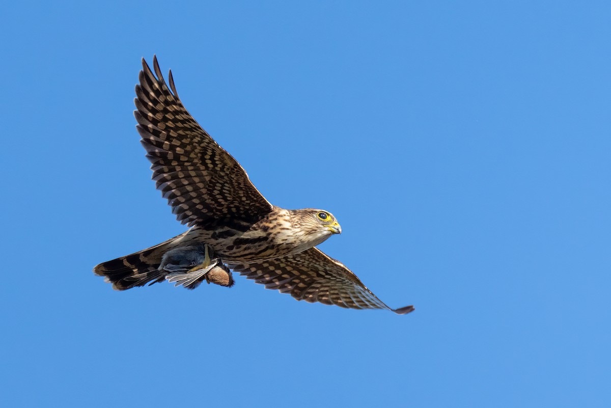 dřemlík tundrový - ML625707831