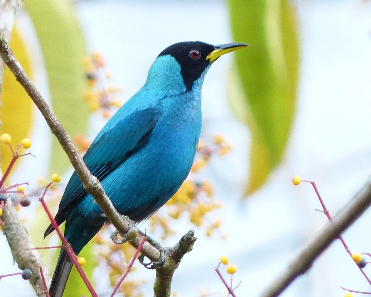 Green Honeycreeper - ML625707887