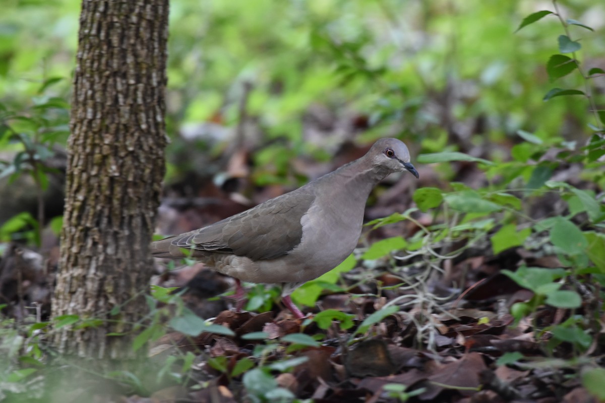 White-tipped Dove - ML625707907