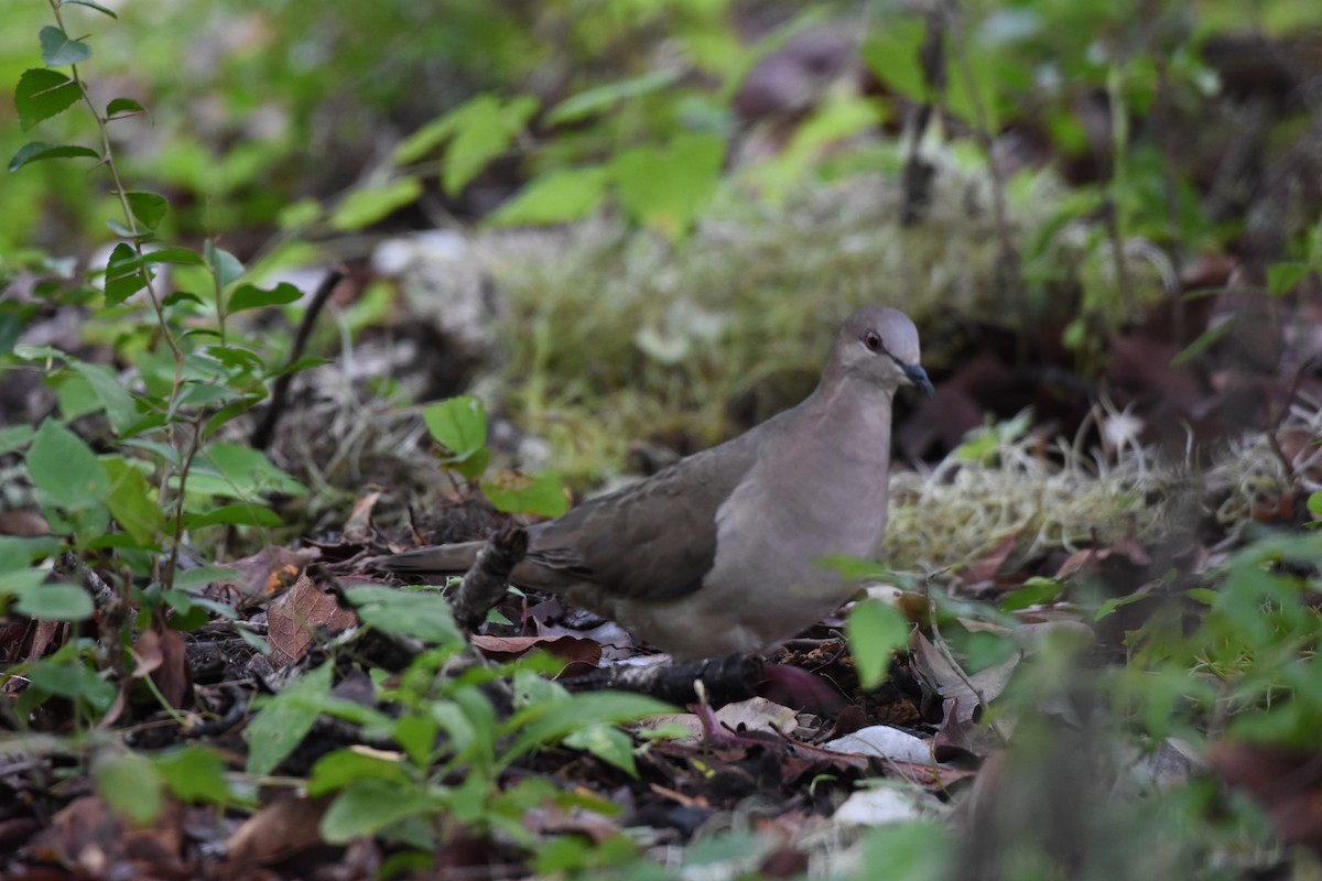White-tipped Dove - ML625707914