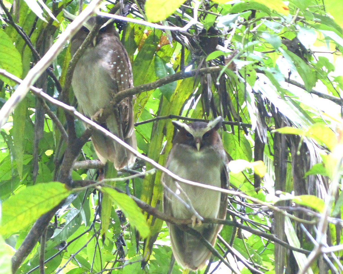 Crested Owl - ML625708233