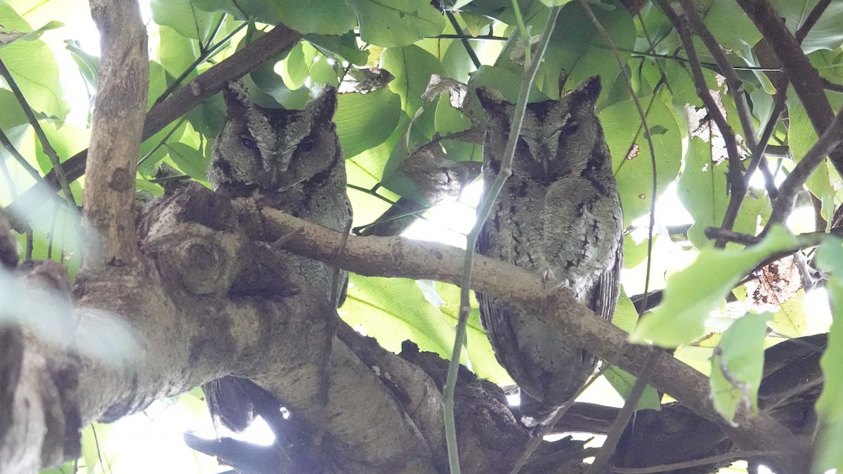 Collared Scops-Owl - ML625708372