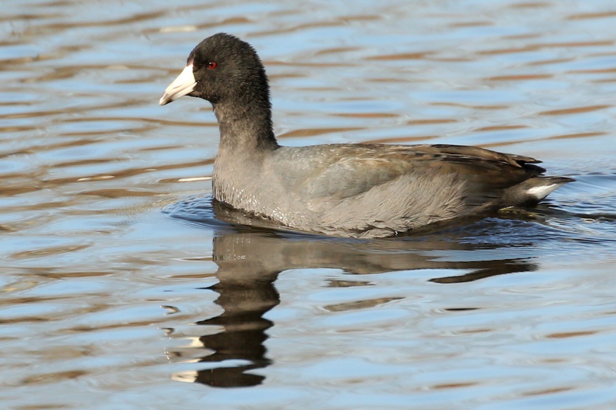 American Coot - ML625708409