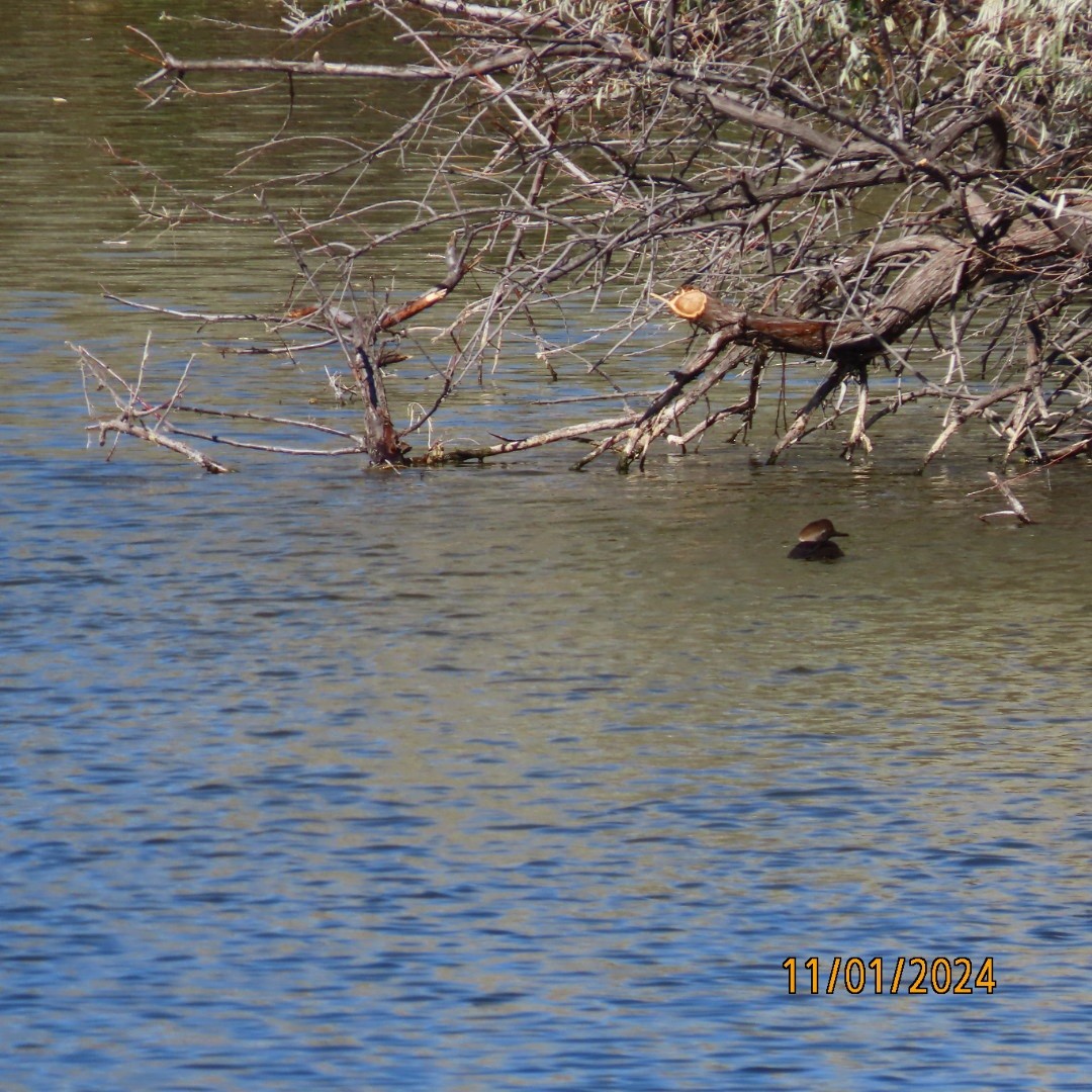 Hooded Merganser - ML625708428