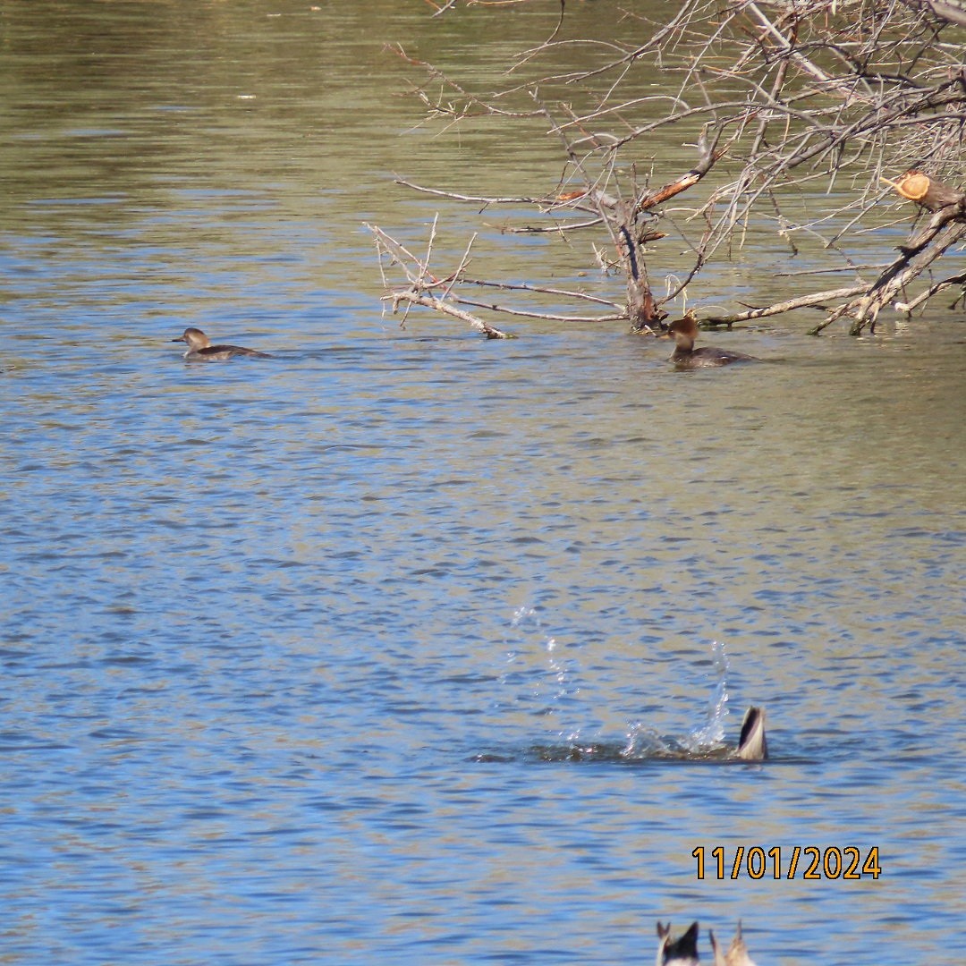 Hooded Merganser - ML625708429
