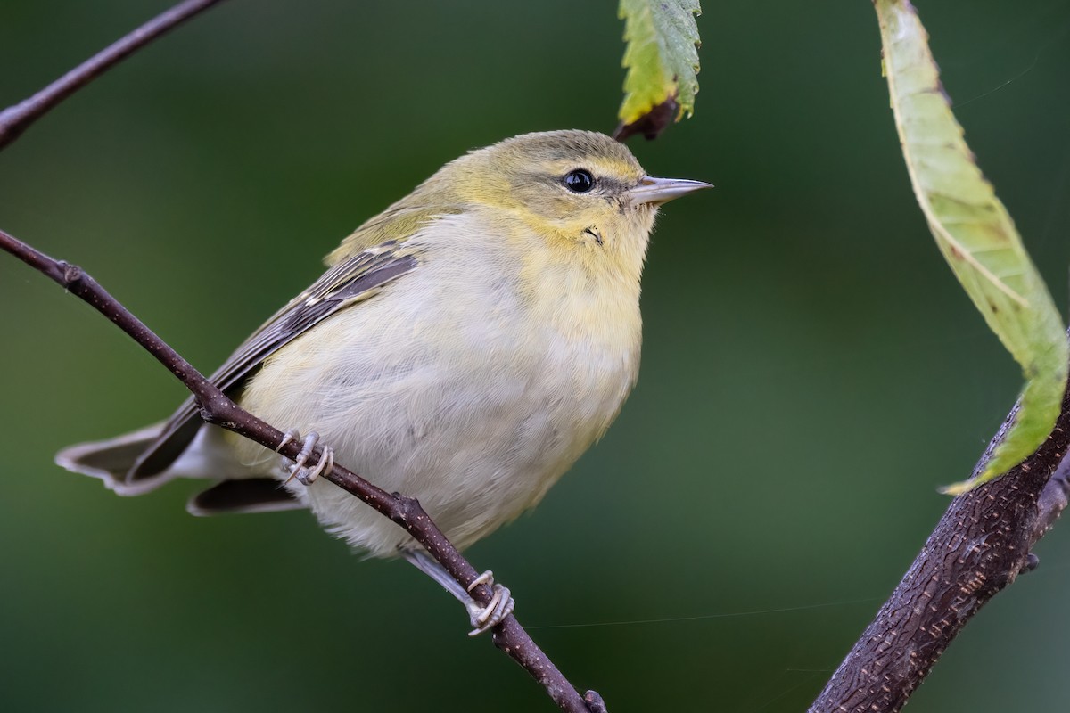 lesňáček olivový - ML625708500