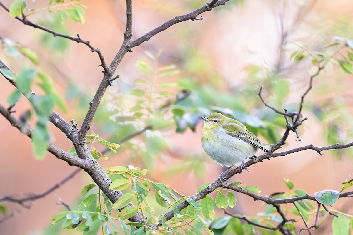 lesňáček olivový - ML625708502