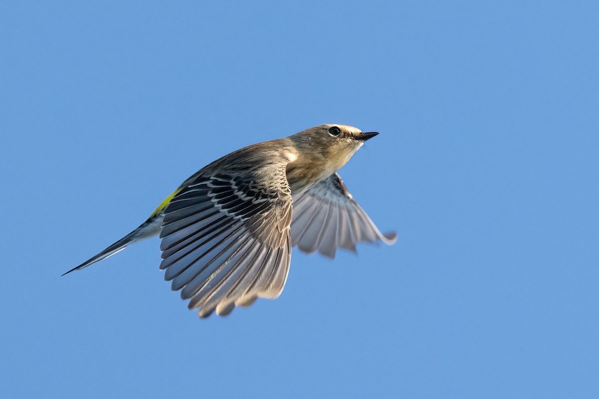 lesňáček žlutoskvrnný - ML625708509