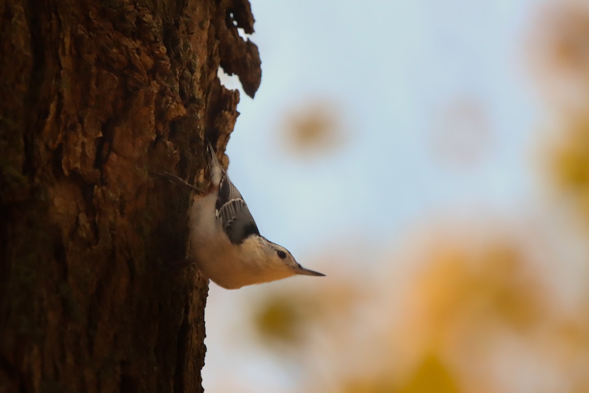 White-breasted Nuthatch - ML625708615