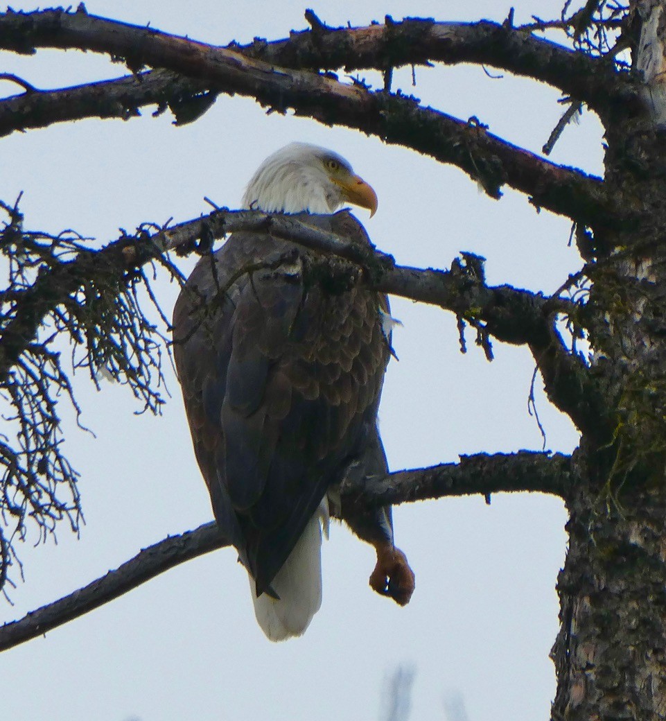 Bald Eagle - ML625708801