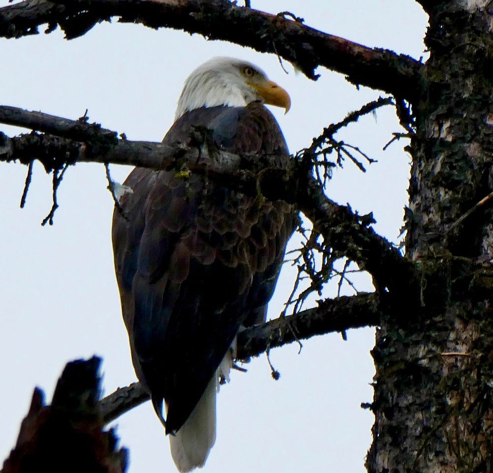 Bald Eagle - ML625708802