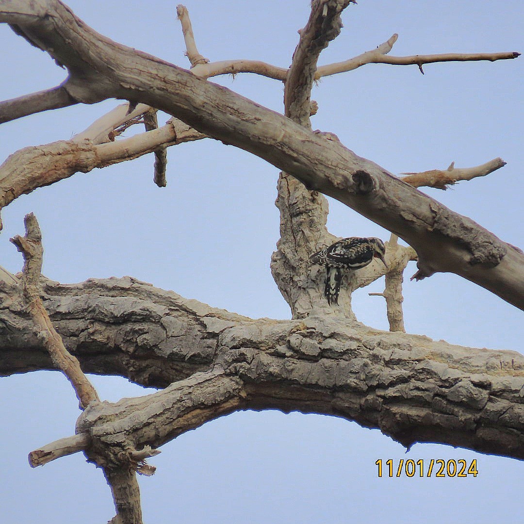 Yellow-bellied Sapsucker - ML625708835