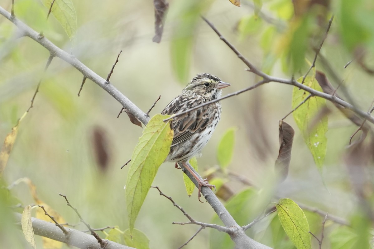 Savannah Serçesi - ML625708868