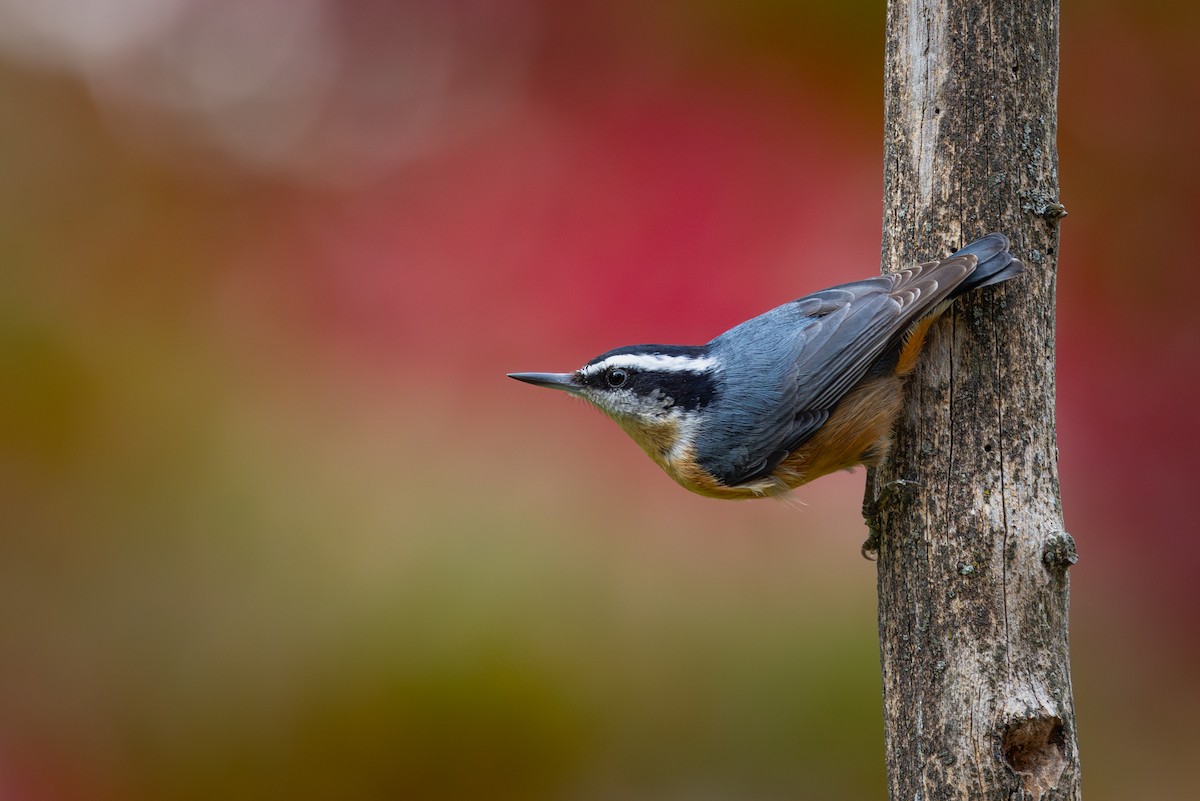 Red-breasted Nuthatch - Mark Sak